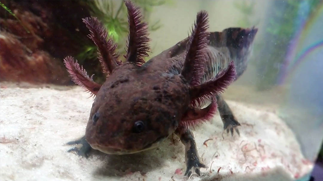 Ajolote El Maravilloso Monstruo De Agua Que No Envejece Acuarios Y Mascotas