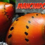 Caracol Red Spotted o Rubi Nerite