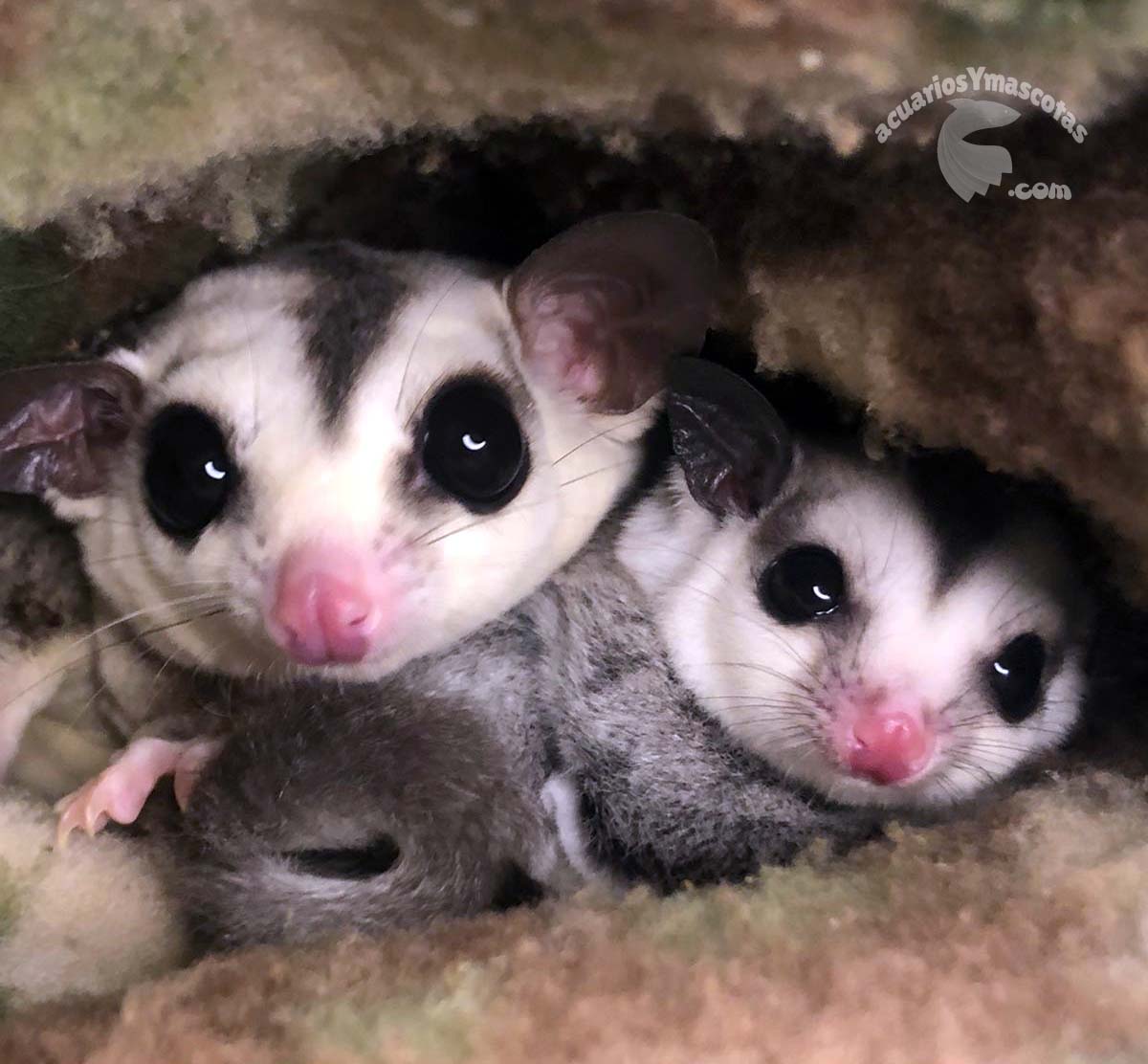 petauros-del-az-car-acuarios-y-mascotas