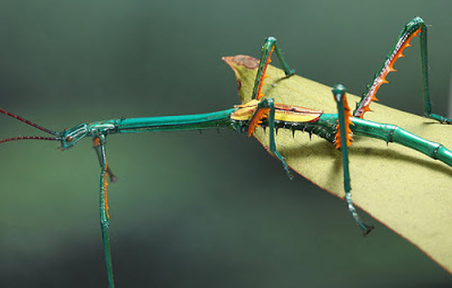Insecto Palo o Insecto Bastón – Acuarios Y Mascotas