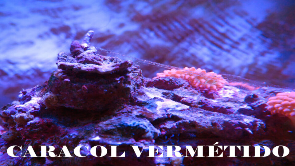 Caracol vermétido