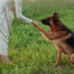 Adiestrar a mi perro: 6 beneficios para ti y tu mascota